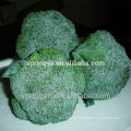 Brócolis verdes da China